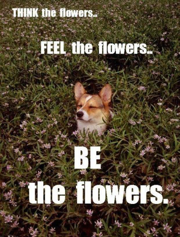feel the flowers cute meme