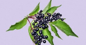 elderberry flower